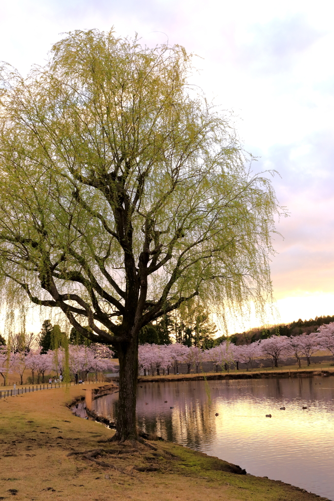 公園の夕景