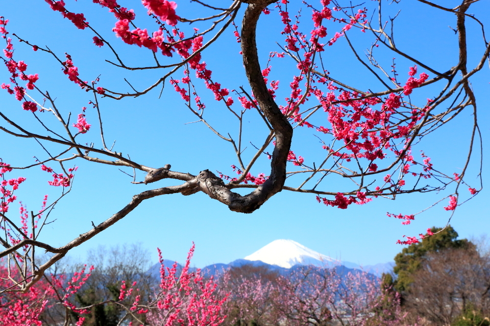 紅梅と