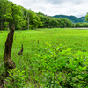 矢の原湿原