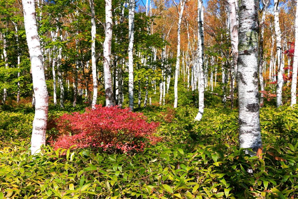 秋の白樺林