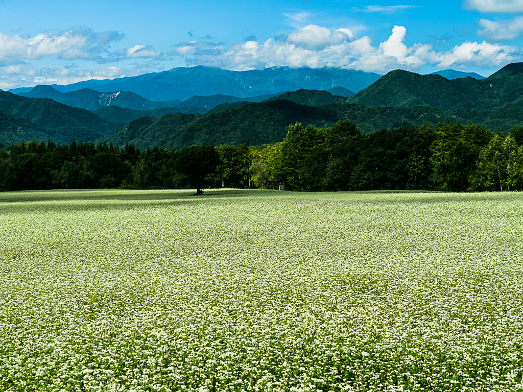 高杖そば畑