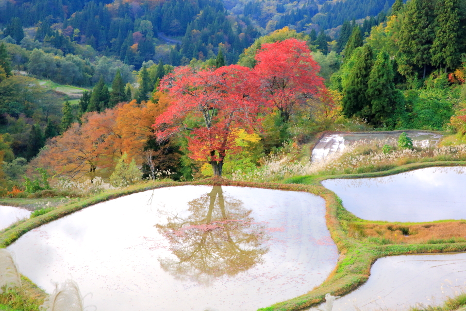 桜紅葉