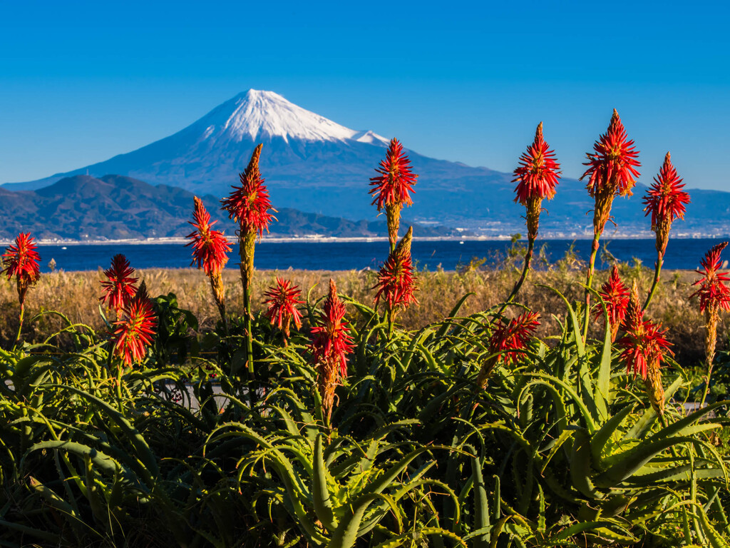 アロエの花と