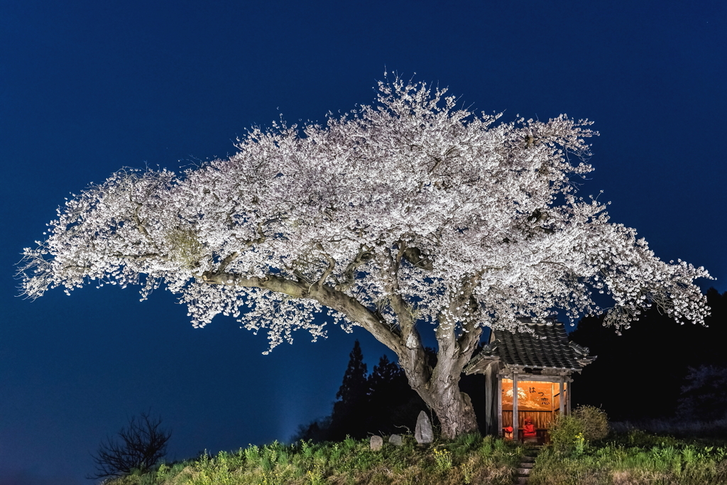 小沢の桜