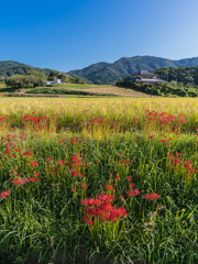 里山の秋