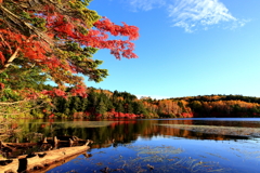 白駒の池の紅葉