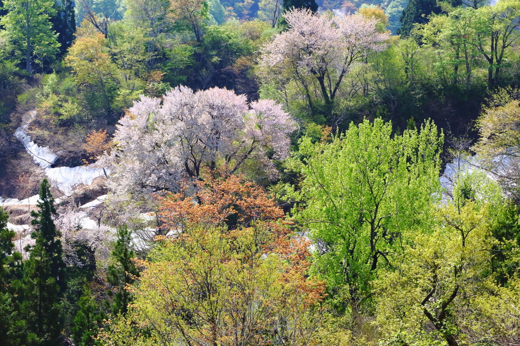 春の山