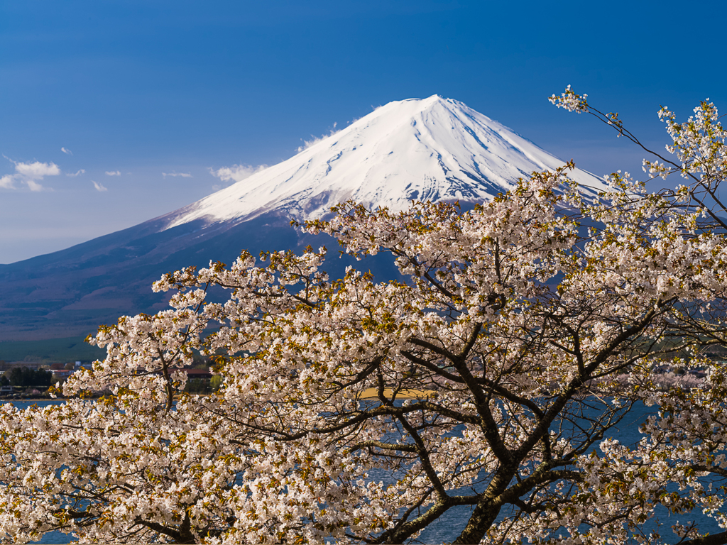 桜と富士山Ⅲ