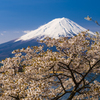 桜と富士山Ⅲ