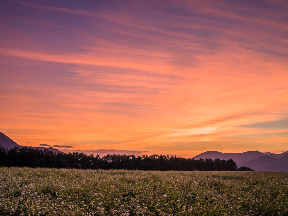 猿楽台地の蕎麦畑夕景