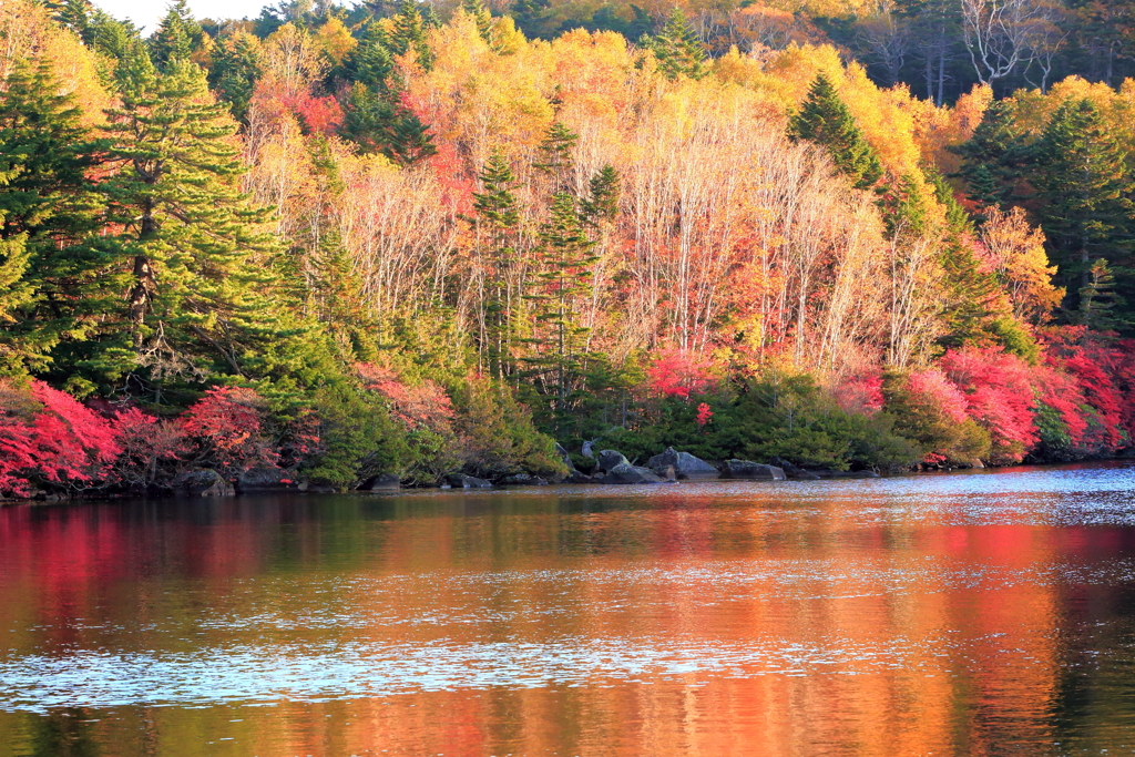 白駒の池の紅葉