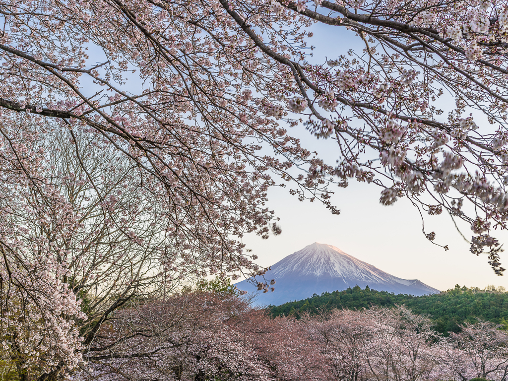 公園の桜