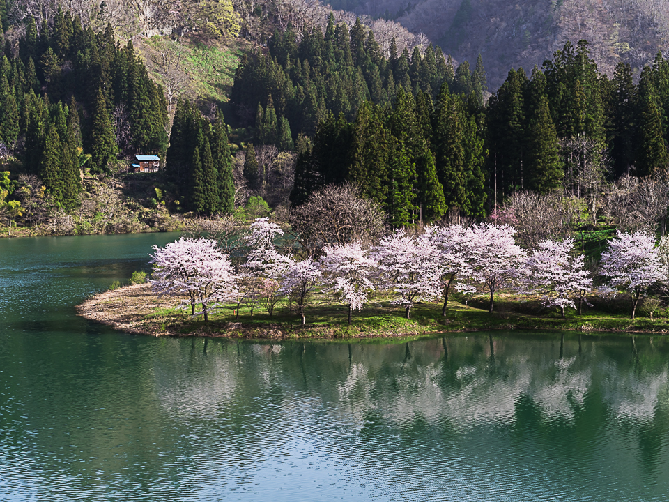 霧幻峡の桜