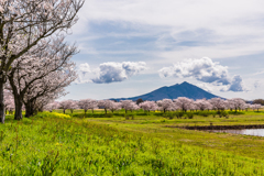 筑波山と桜