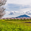 筑波山と桜