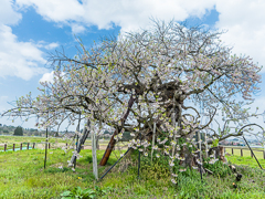 米沢の千歳桜