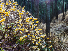 三椏の森