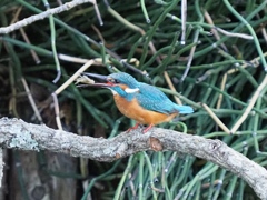 朝ごはん（エビ）