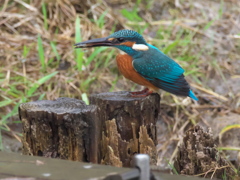 止り木 50（父親 秋雨 エビ獲れたよ）
