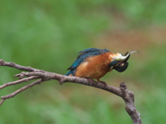 お魚獲れたよ 22-3（父親）