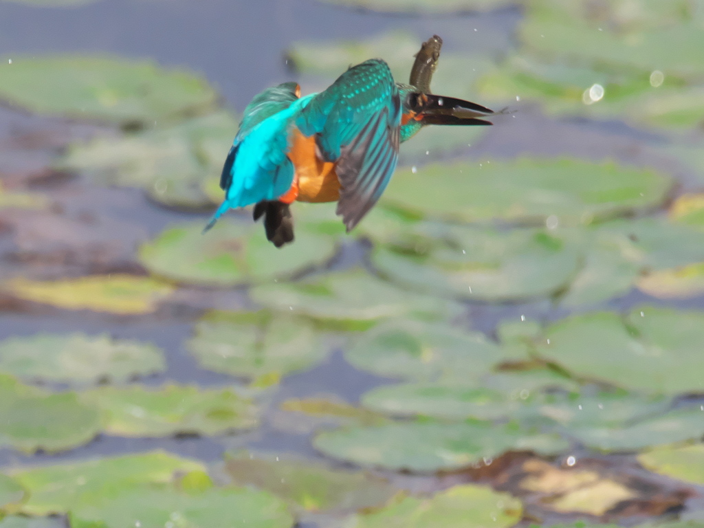 浮上 145-3（父親）