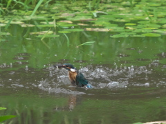浮上 63-3（父親 お魚獲れたよ）