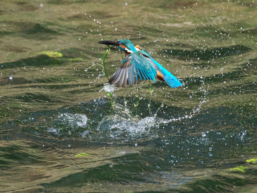 浮上 426-2（父親）
