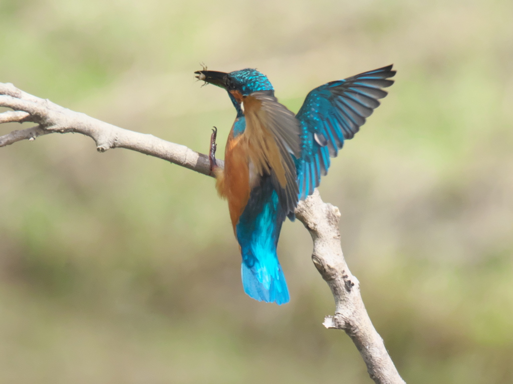 止り木へ 5-3（父親）