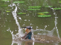 浮上 49-1（父親 お魚獲れたよ）