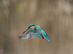 ホバ 40-1（嫁候補）