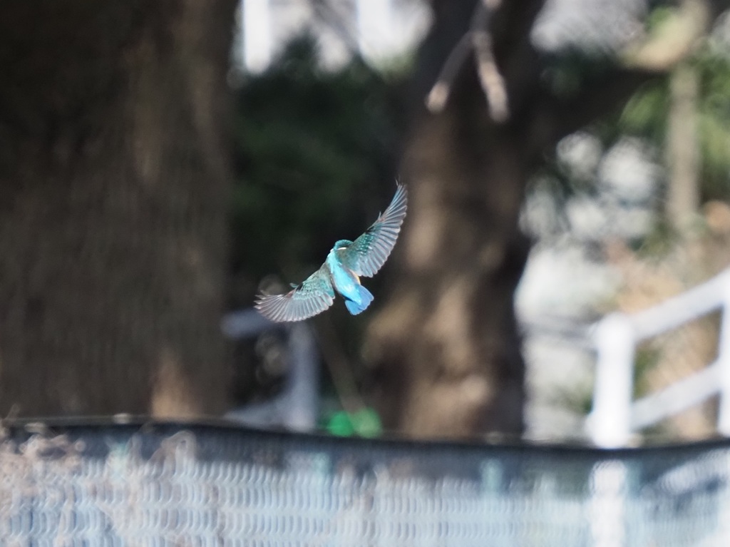 背景悪くて遠いけど３