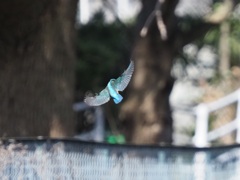 背景悪くて遠いけど３