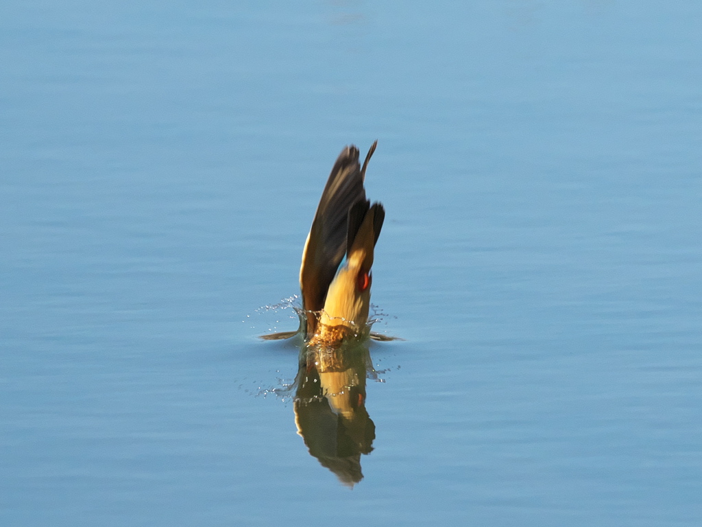 ダイブ 14-2（嫁候補）