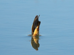 ダイブ 14-2（嫁候補）