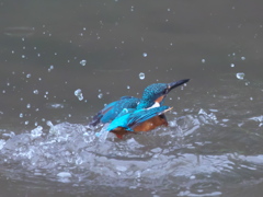 浮上 77-1（父親）