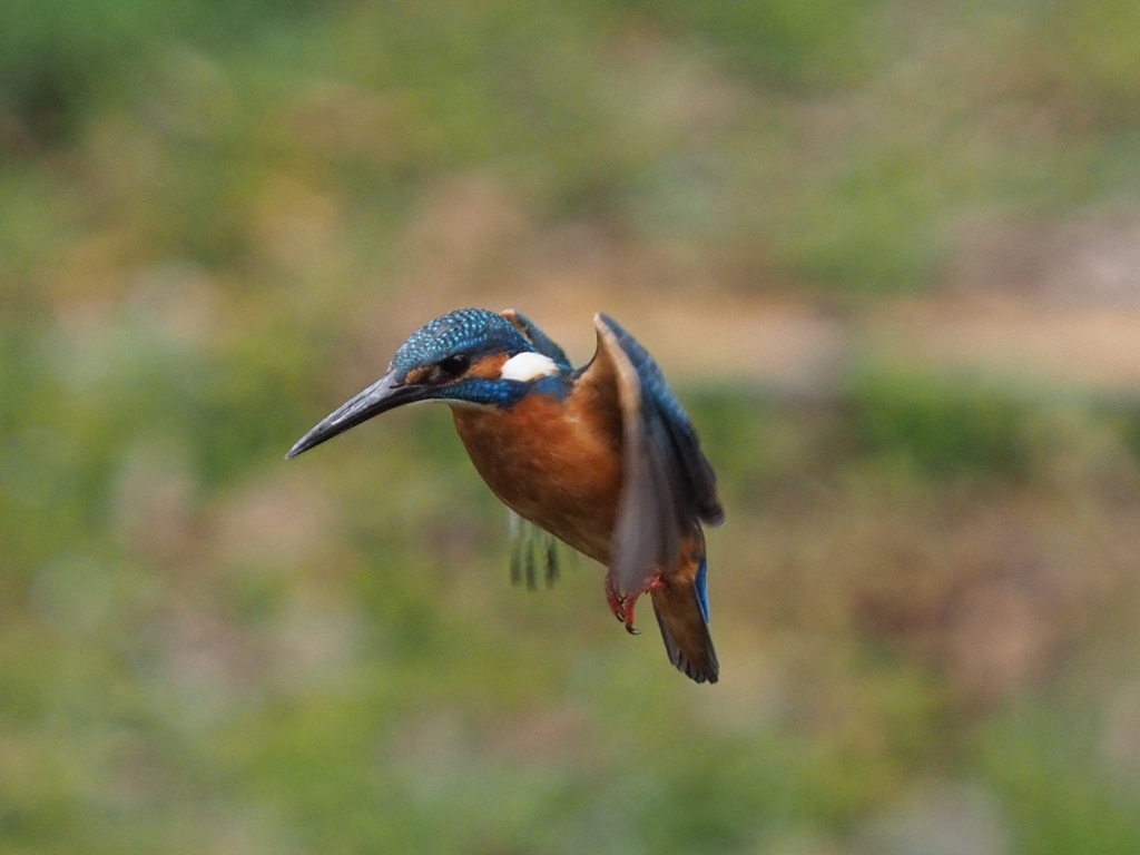 初めてホバ撮れました 200411-7