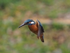 初めてホバ撮れました 200411-7