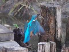 浮上 175（父親）