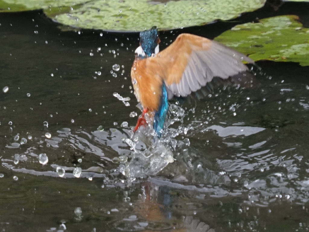 飛び込みシーケンス 2-6