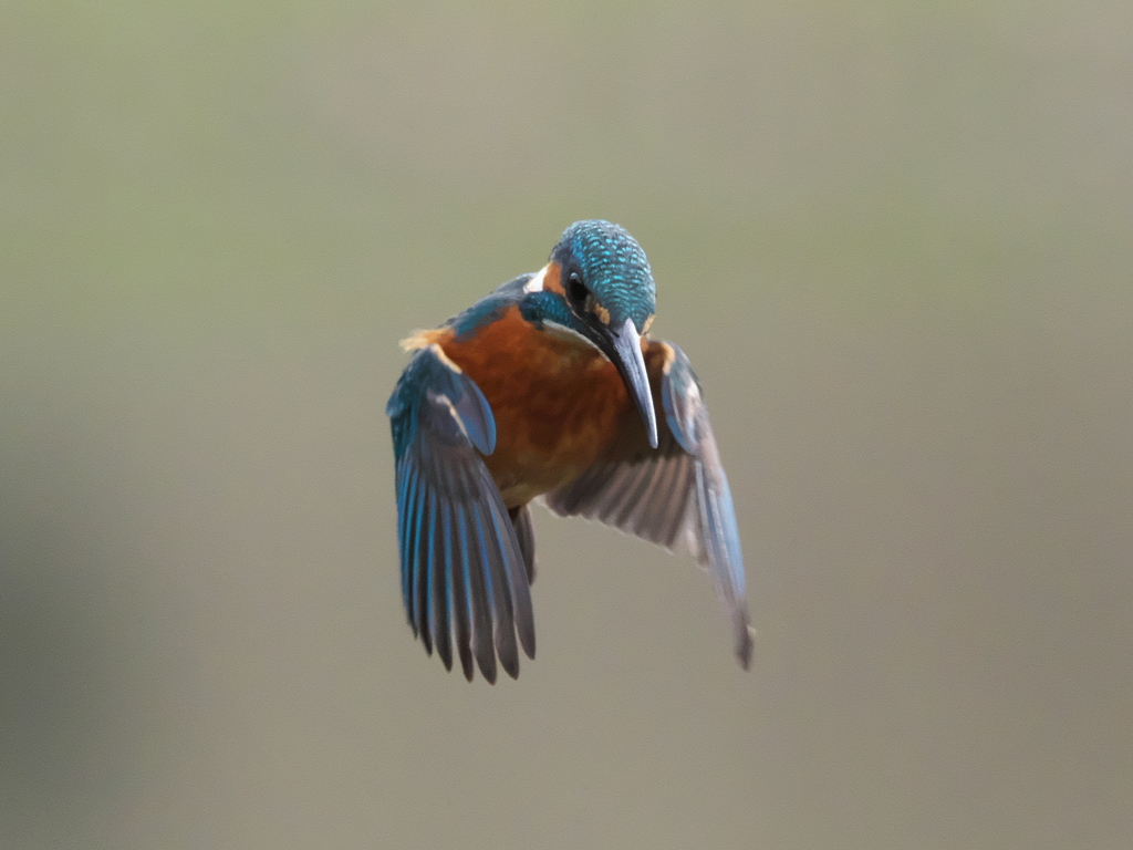 ホバ 36-2（父親）