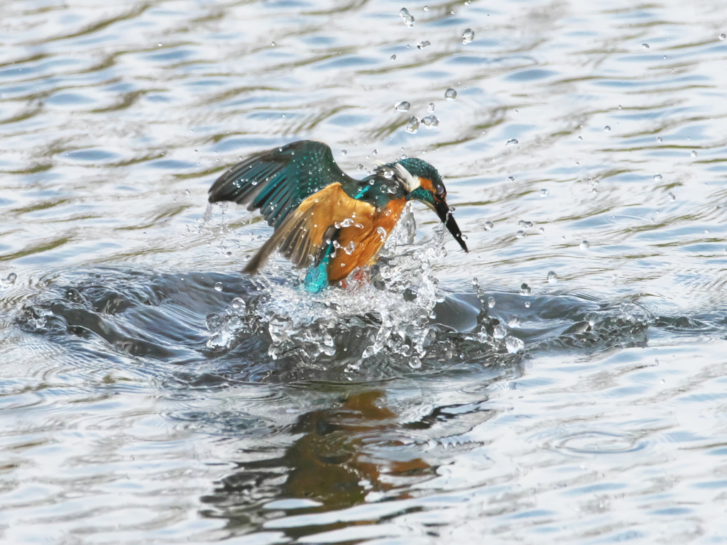 浮上 483-1（父親）