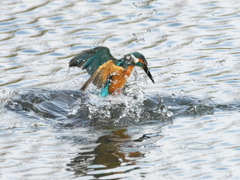 浮上 483-1（父親）