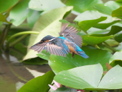 飛び込みシーケンス 6-2（父親）