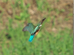 止り木へ 2-3（嫁候補？）