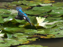 飛び込みシーケンス 9-1（父親）