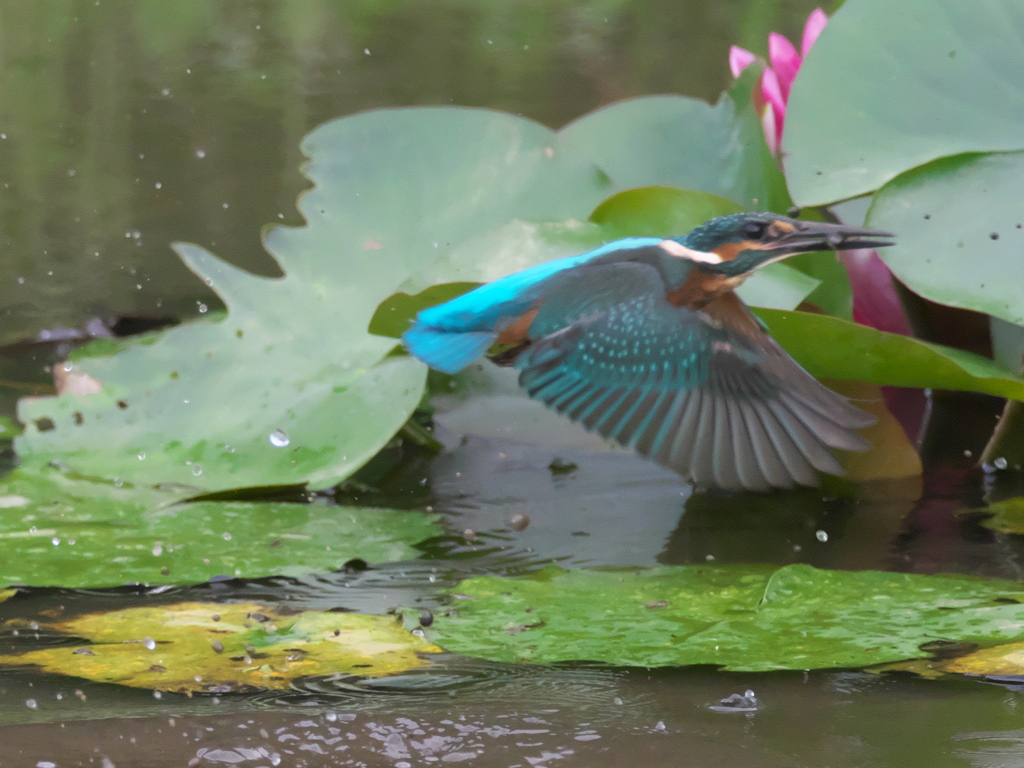 エビ獲れたよ 17（雛）