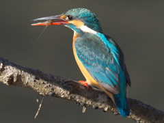 止り木 119（嫁候補）