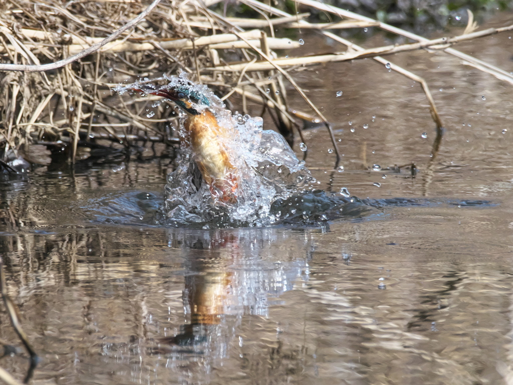 浮上 429-1（嫁候補）