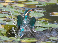 浮上 158-1（父親）