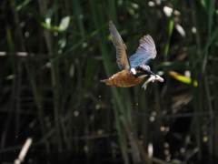 お魚獲れたよ 67 お魚獲れたよ 67